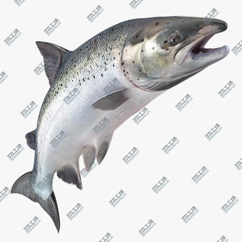 images/goods_img/202105072/Atlantic Salmon Fish Attacks/1.jpg
